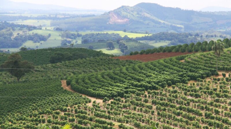 【ブラジル産コーヒーの魅力】歴史や特徴・おいしい淹れ方を徹底解説！ 